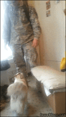 cat hugging GIF by Cheezburger