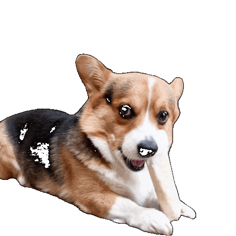 Dog Corgi Sticker