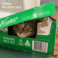 Cat Cant See Me GIF
