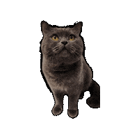 Cat Graycat Sticker