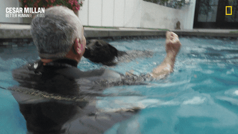 Dogwhisperer GIF by National Geographic Channel