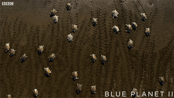 bbc one oceans GIF by BBC