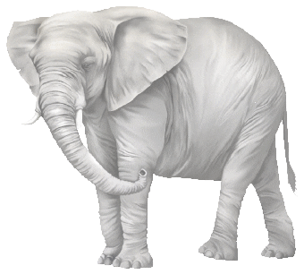 Animated Sticker