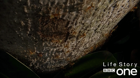 bbc one crawling GIF by BBC