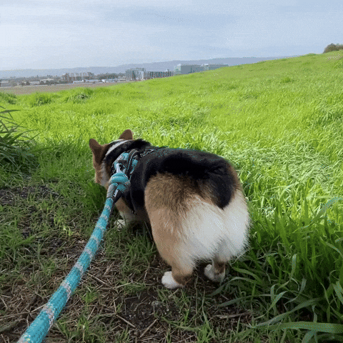 Dog Corgi GIF