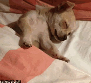 chihuahua rest GIF