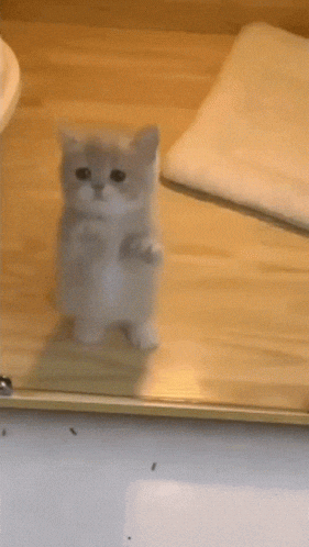 canvai giphyupload cat GIF