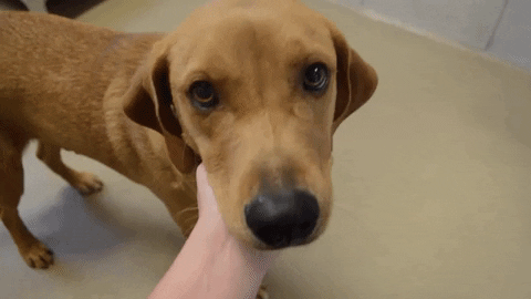 HallmarkChannel giphyupload dog puppy dogs GIF