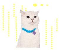cat swipe up Sticker