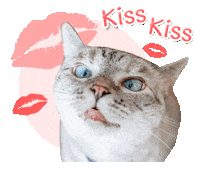 nalacat whitecoffeecat Sticker