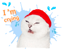 sad cat Sticker