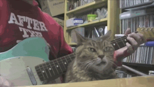 not amused cat GIF by Cheezburger