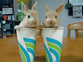besties cuteness bunnies mates goodmates GIF