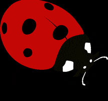 SoniaRykielKids ladybug ladybird soniarykielkids GIF