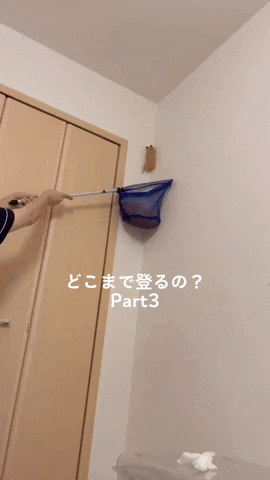 cuteanimalland giphyupload GIF