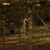 Bang Omg GIF by TRT