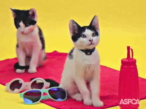 Summer Solstice Cat GIF by ASPCA