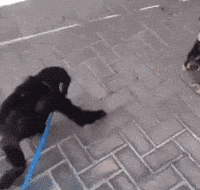 Esquizocenda GIF