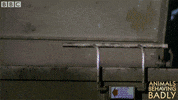 steal eating GIF by BBC