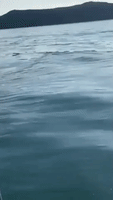 Fisherman Stunned as Basking Shark Swims Past