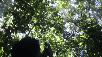 Orangutan Rescued in Indonesia After Becoming Trapped in Residential Area