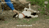 Border Collie Dogs GIF by ABC TV + IVIEW
