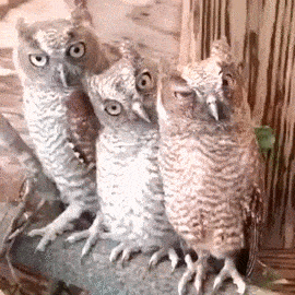 girlfriend feelings GIF
