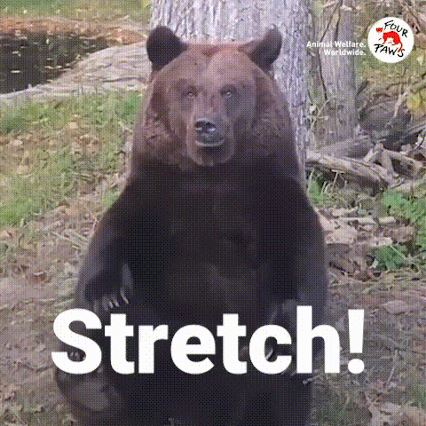 Bear Stretching GIF by FOUR PAWS