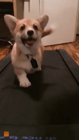 One-Month-Old Corgi Confidently Runs on Treadmill