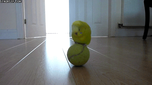 playing best of week GIF by Cheezburger