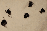 smile GIF by Cassie Shao