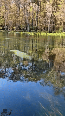 'Greeted With a Rainbow': Paddleboarder Has Colorful Encounter With Manatee