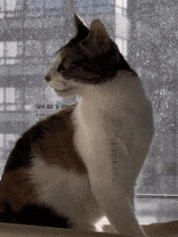 Cat Kitty GIF