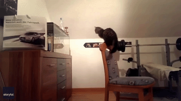Hilarious Cat Jumping Fail