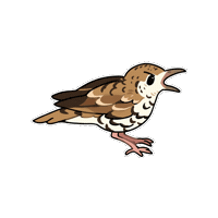 Firuo_drawingbirds bird 鳥 thrush 白氏地鶇 Sticker