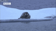 polar bear GIF