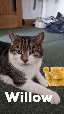 alexsmith6d8c giphyattribution willow GIF