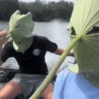 Fly Mosquito GIF