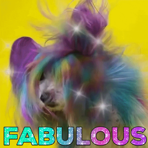 UncannyAnimals dog rainbow hair colorful GIF
