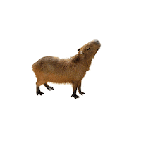 Crisbarrosofficial capivara ss21 cris barros crisbarros Sticker