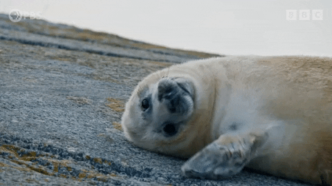Clapping Wildlife GIF by PBS