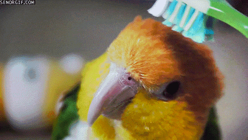 brushing best of week GIF by Cheezburger