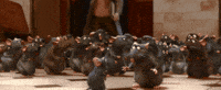 Rats Ratatouille GIF by Disney Pixar