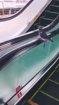 cuteanimalland giphyupload GIF