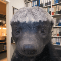 smartoperator honey badger smart operator GIF