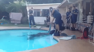 Firefighters Rescue Horse From Swimming Pool