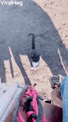 International Cat Day GIF by ViralHog