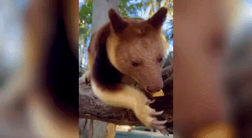 Goodfellow's Tree Kangaroos at Perth Zoo Learn to Have Their Pouches Checked