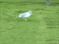 seagull GIF