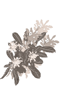ElenaKosenko light minimal plants natural Sticker